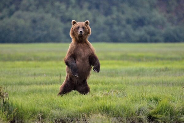 Alaska Bear Viewing Adventure_1