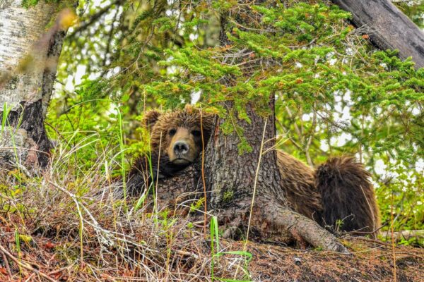 Bear Relaxing at Tuxedni Adventure Lodge_1 (1)