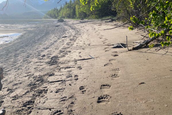 Bear Tracks Down the Beach at Tuxedni Adventure Lodge_1