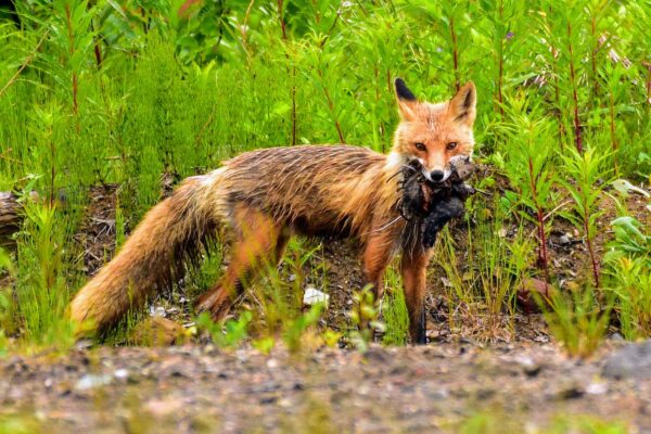 Red Fox Alaska