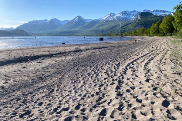 Sandy Beach of Tuxedni Adventure Lodge