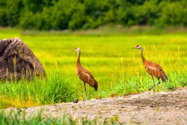 Sanhill cranes alaska